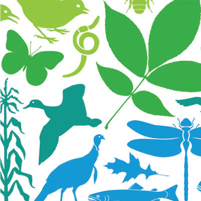 Illustration of various green and blue nature elements and animals.